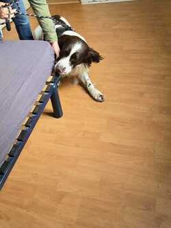 Chien détecteur de punaises de lit à Cachan 94230