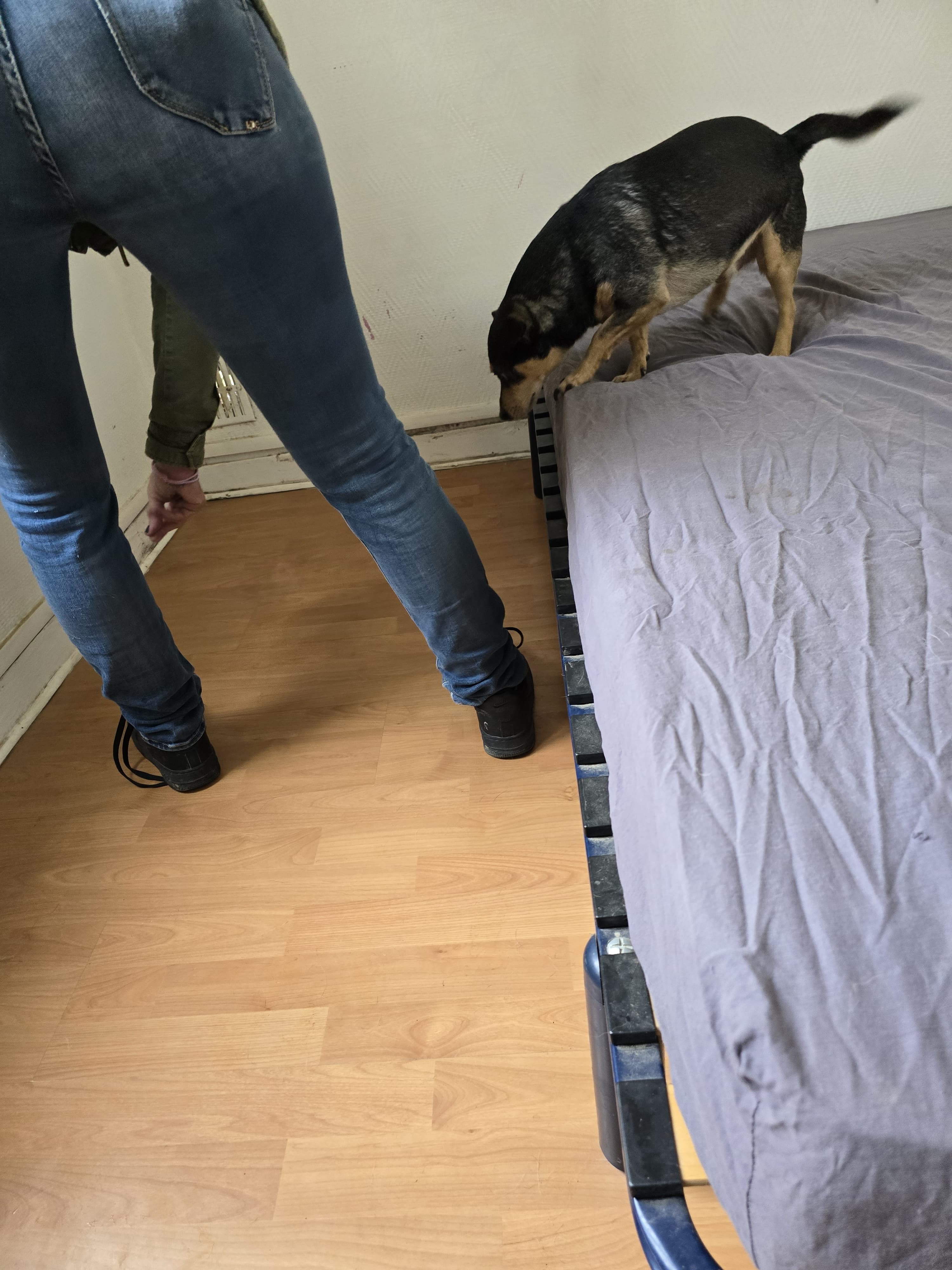 Chien détecteur Charles punaises de lit Vincennes 94300